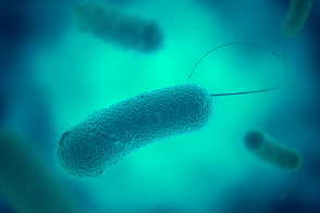 bactery legionella flagella